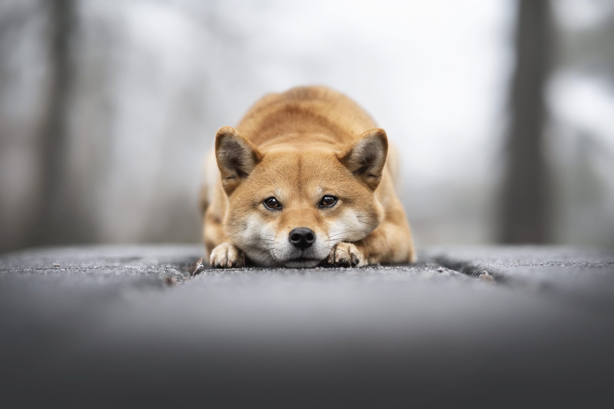 chien shiba inu dans le gel