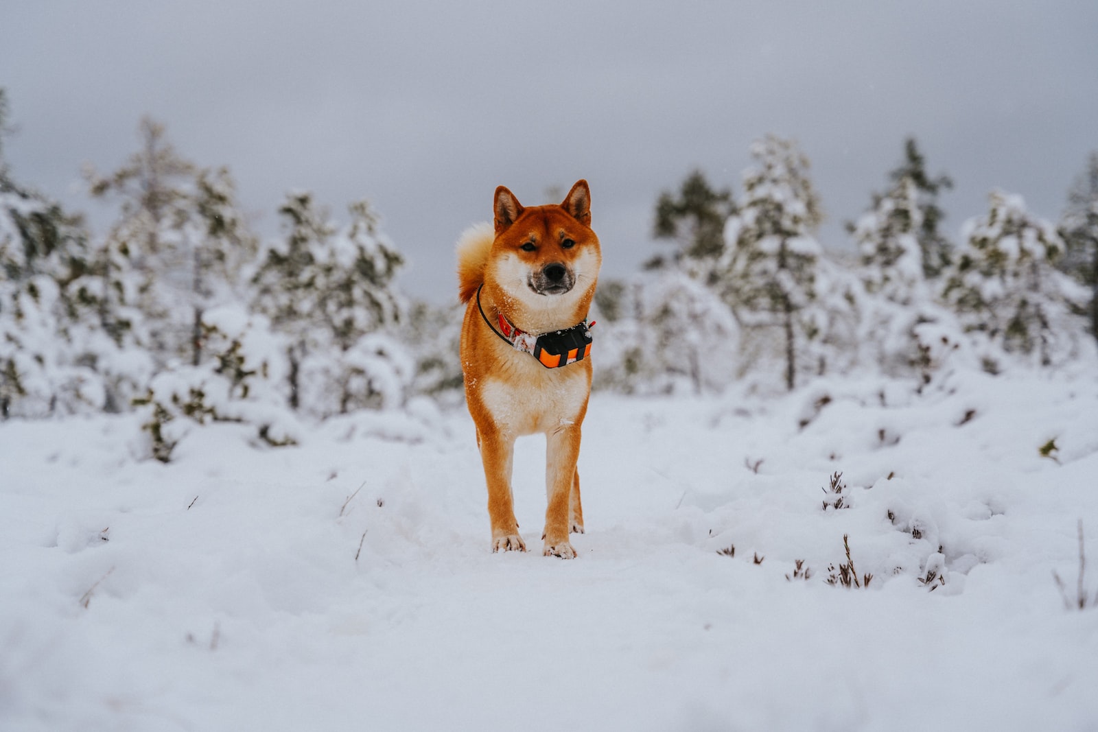 shiba inu dans la neige