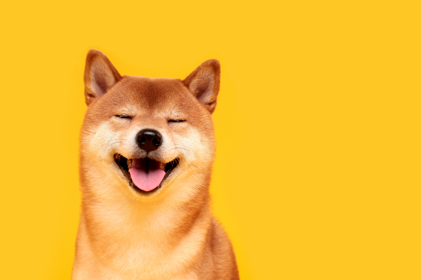 shiba qui rit sur fond jaune