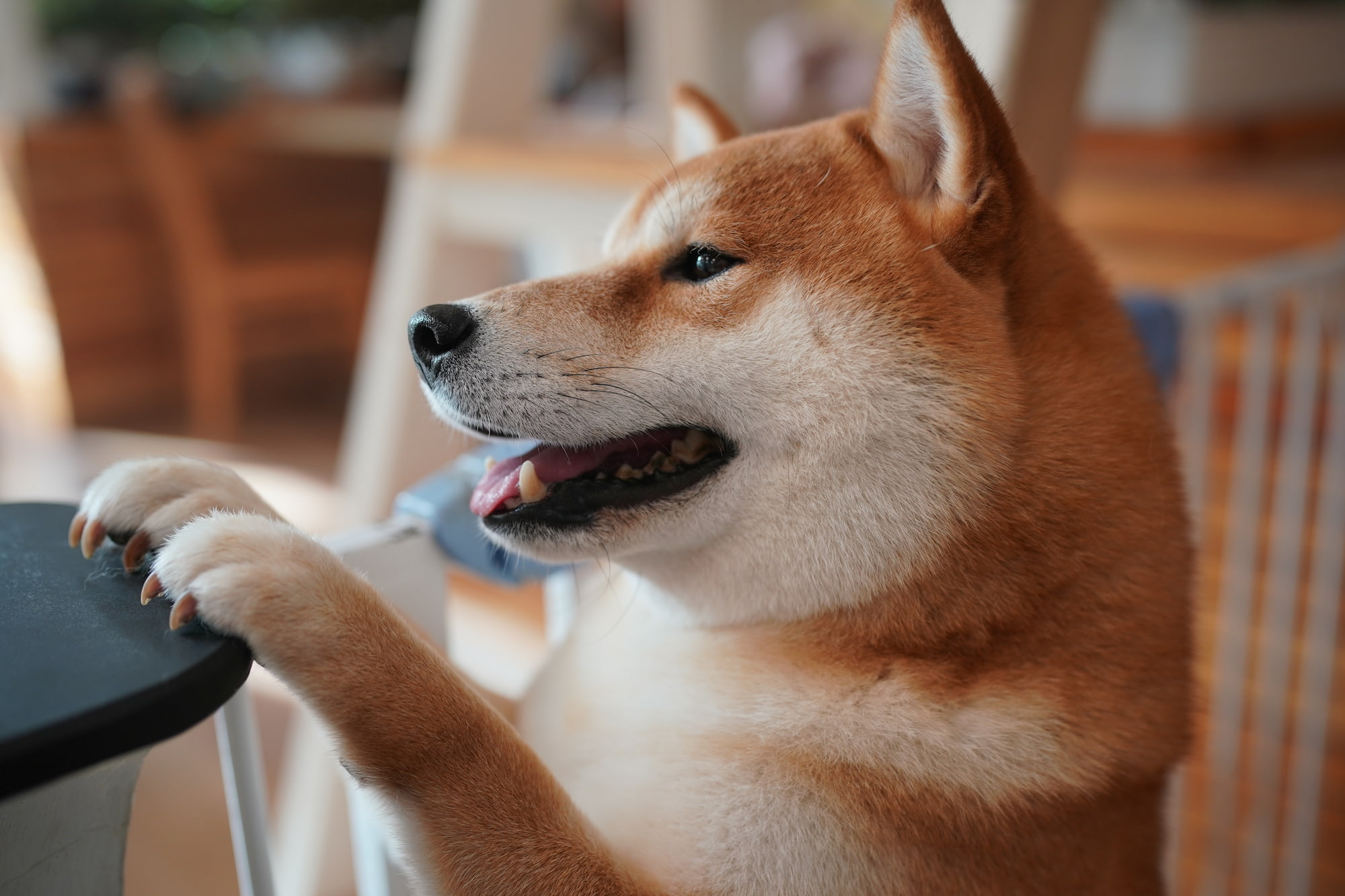 shiba avec les patte sur la table