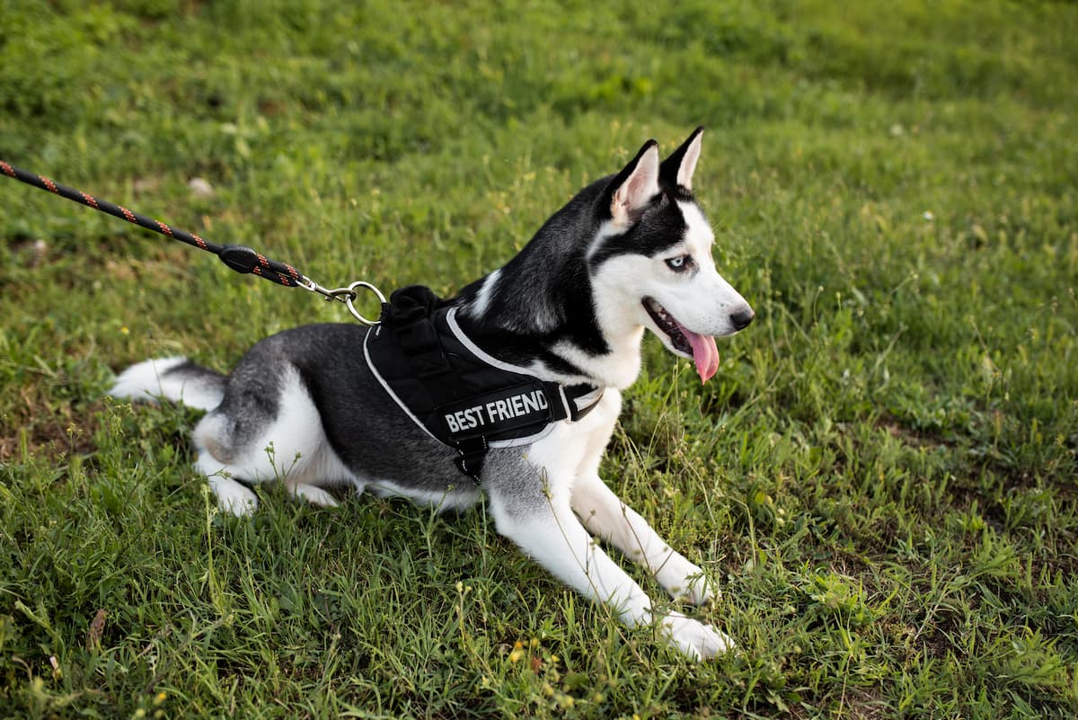 chien avec un harnais tactique