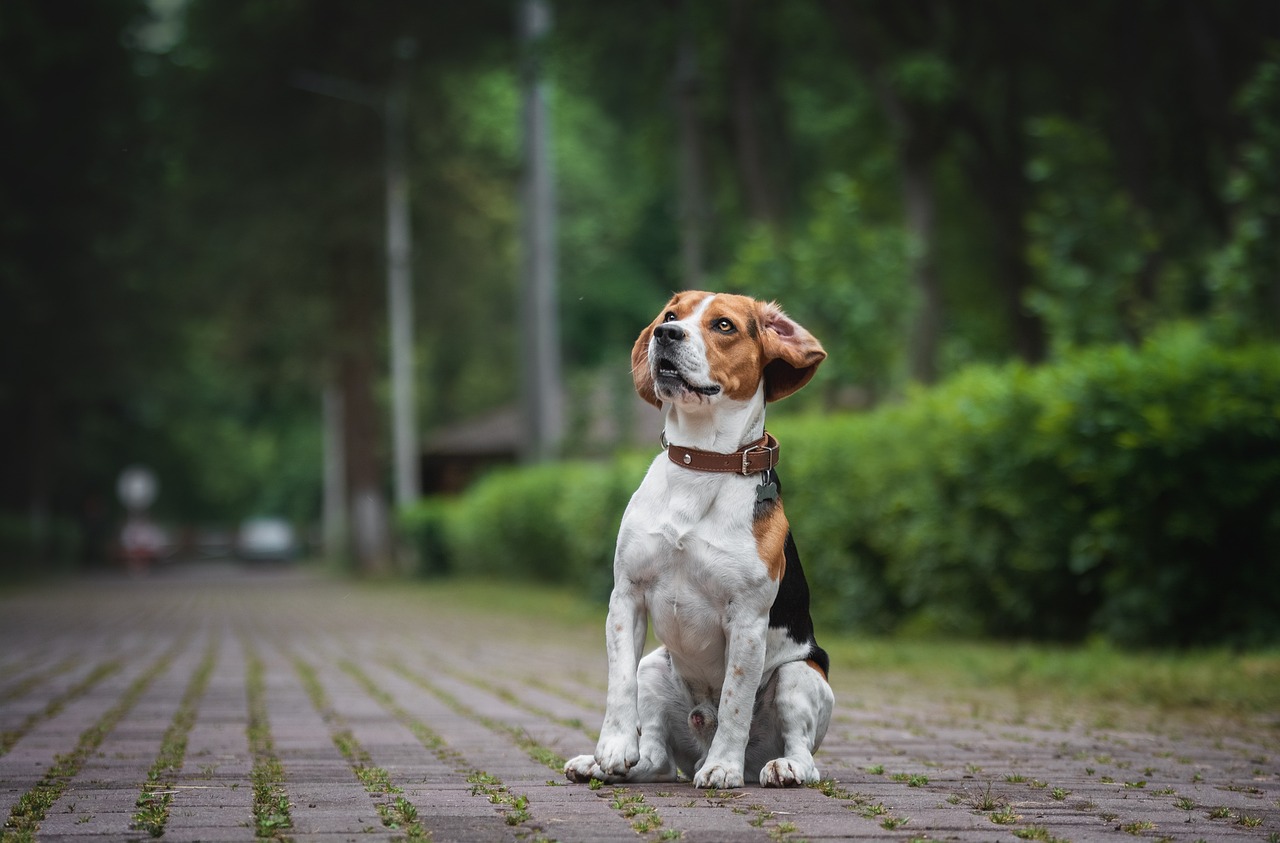 beagle dans un parc avec un collier gps