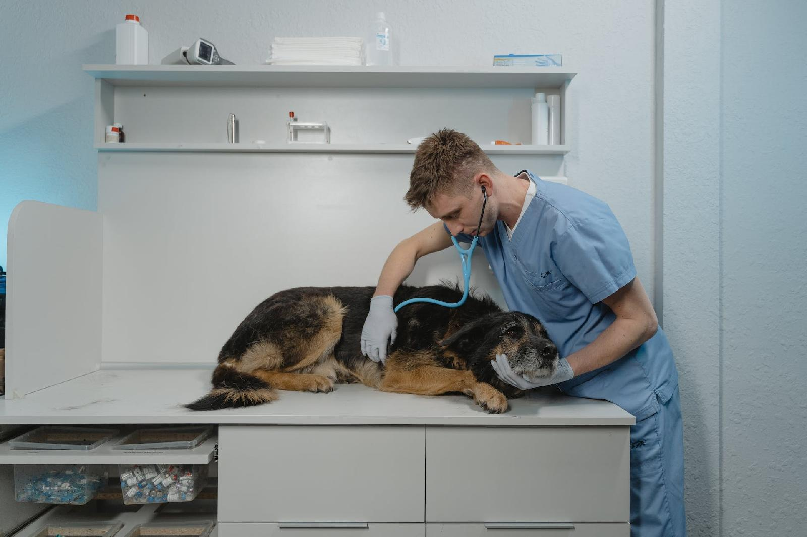 chien pendant une auscultation au urgence vétérinaire