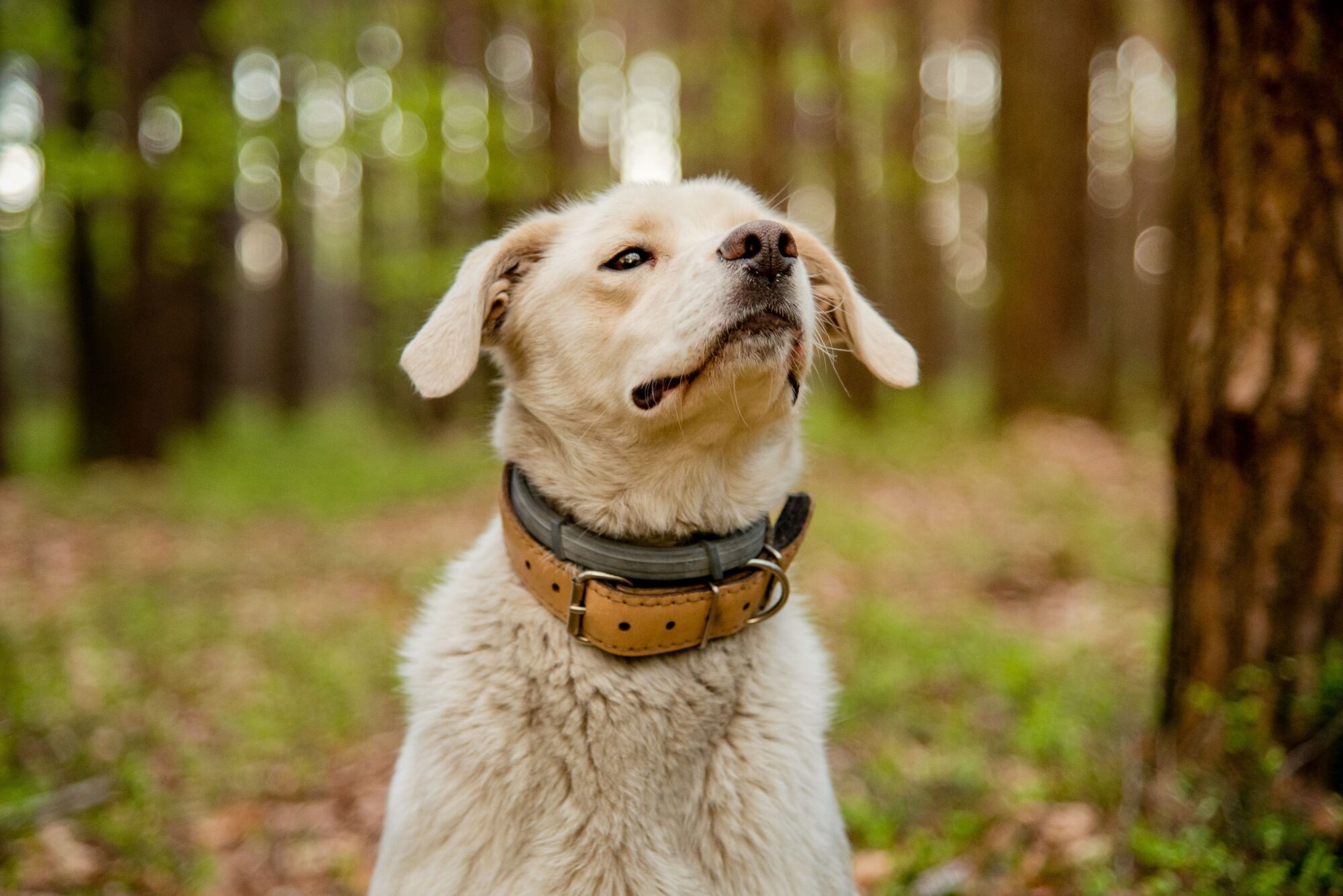 labrador dans la foret