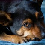 Danger : 10 aliments toxiques à ne jamais donner à votre chien Danger : 10 aliments toxiques à ne jamais donner à votre chien