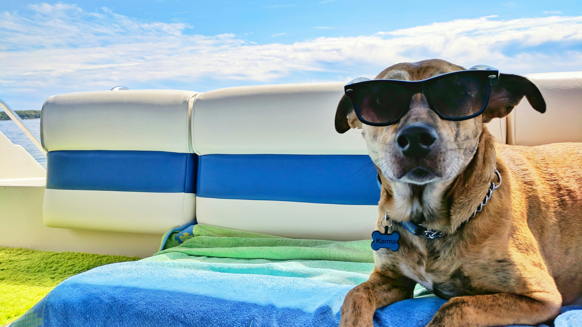 Voyager avec son chien : ce qu'il faut savoir !