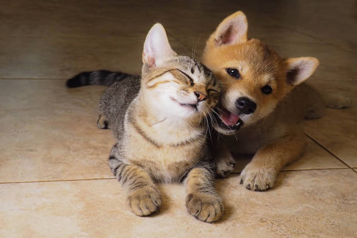 Comment aménager un foyer harmonieux pour un Shiba Inu et un chat : Guide complet
