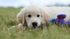 Les critères pour bien choisir son assurance pour animaux