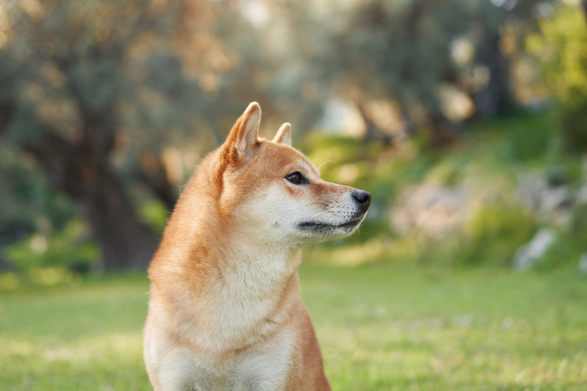 Portrait of a dog in nature. Shiba Inu in backlight in the park
