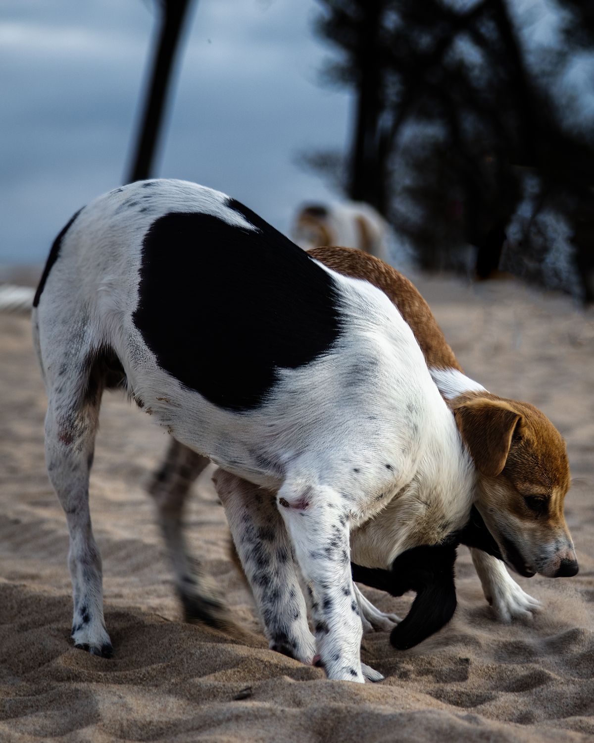 Deux chiens en extérieur pendant une promenade