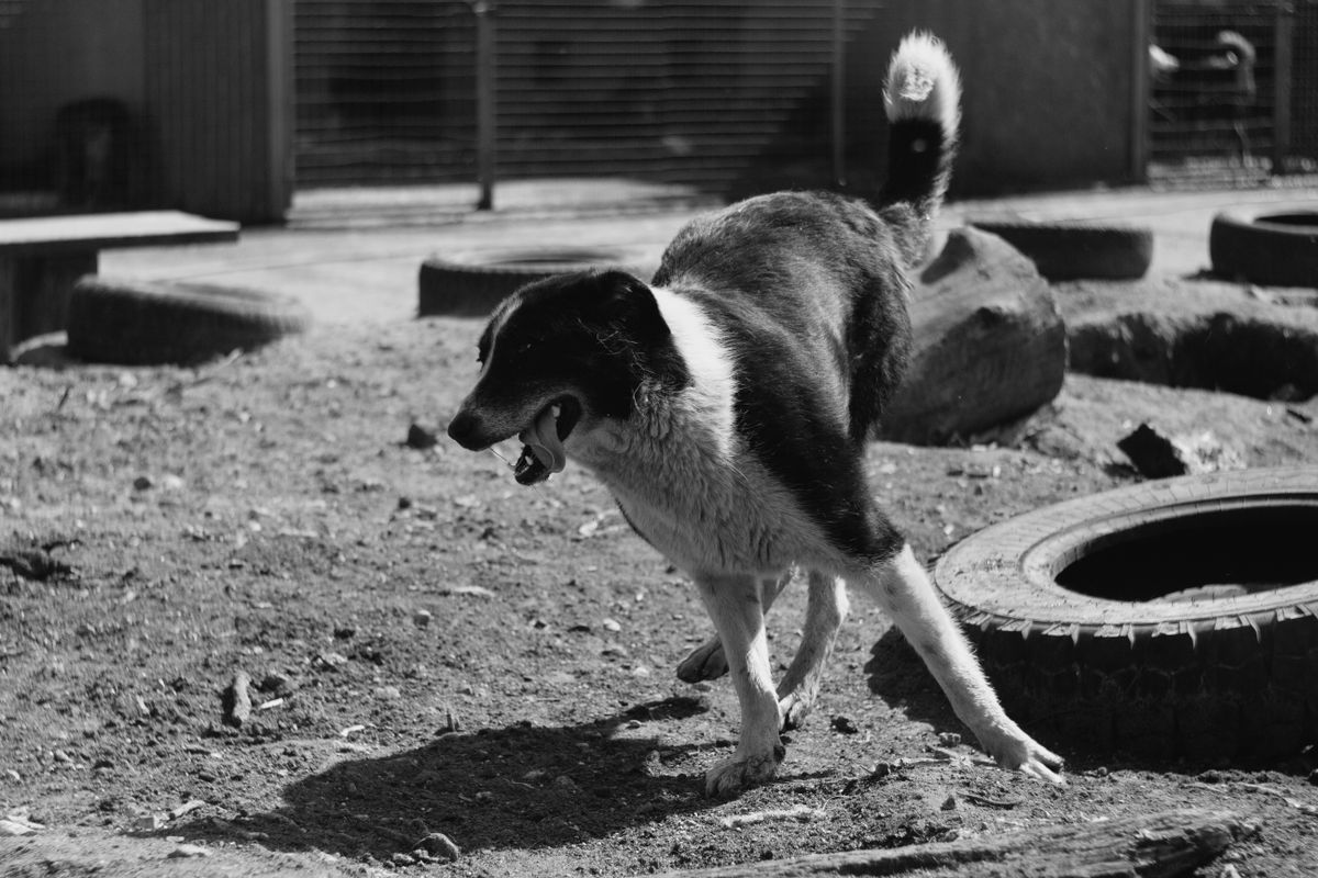 Chien en mouvement lors d'une sortie, sollicitant son harnais