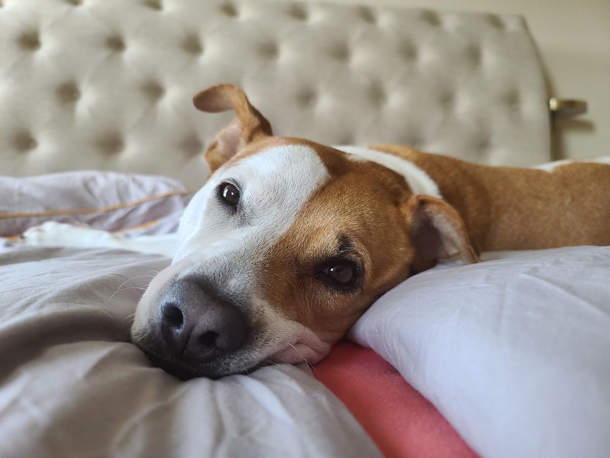 Chien au repos, portrait rapproché